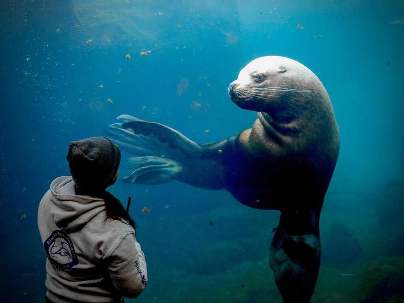 35 Best Aquariums in America, Ranked