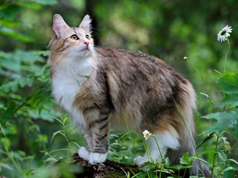 A beautiful Norwegian cat looking for a prey