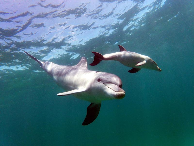 A bottle-nose dolphin keeps her newborn calf nearby