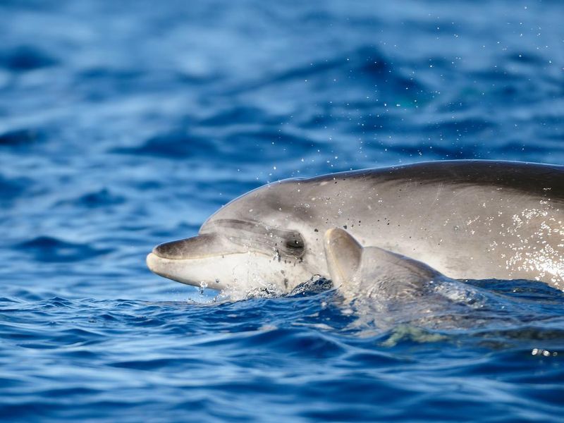 a bottlenose dolphin swimming together with its child in the atlantic ocean