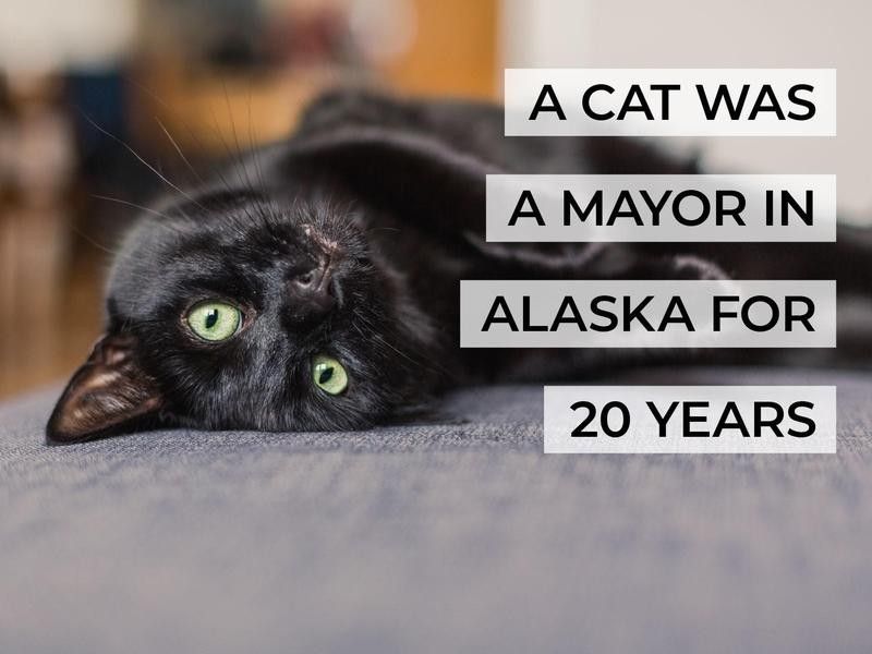 A Cat Was a Mayor in Alaska for 20 Years