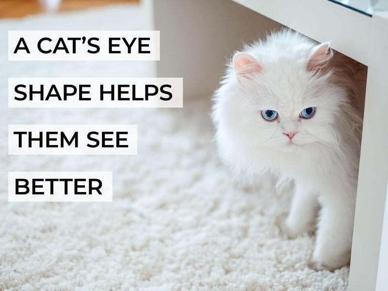 A Cat’s Eye Shape Helps Them See Better
