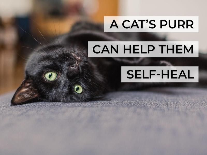 A Cat’s Purr Can Help Them Self-Heal