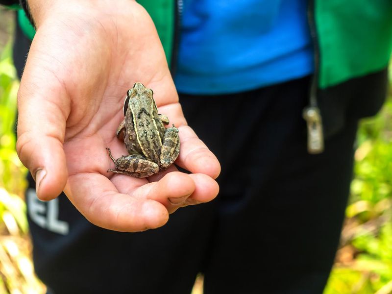A child holds a frog in his hand