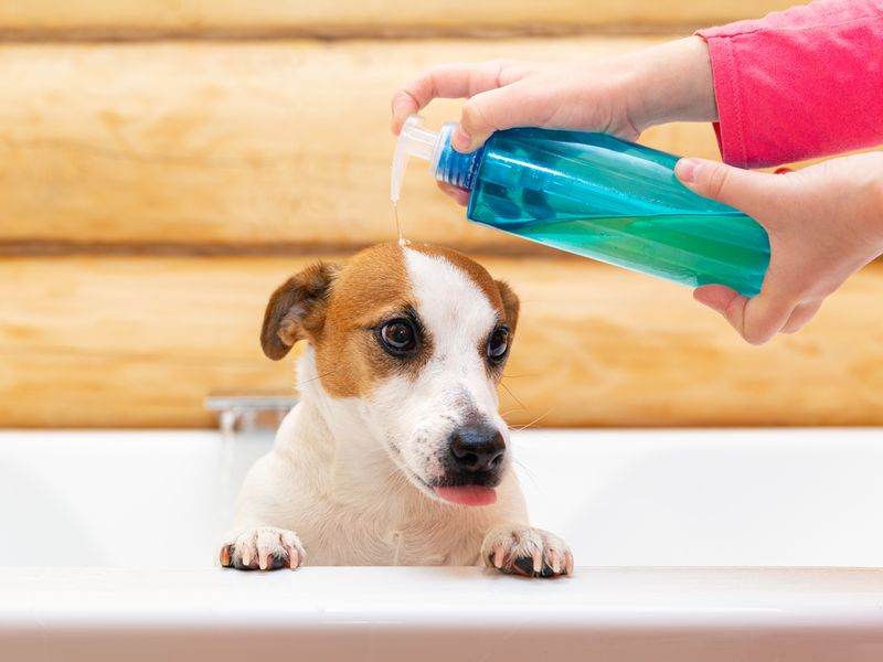 A child washes his dog Jack Russell Terrier with shampoo