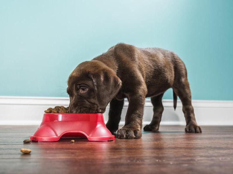 A Chocolate Labrador puppy eating from a pet dish
