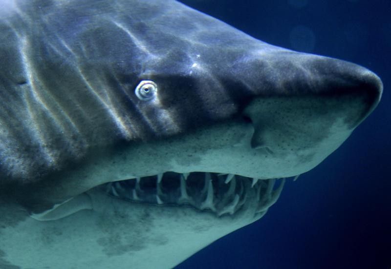 A close-up of a great white shark's face
