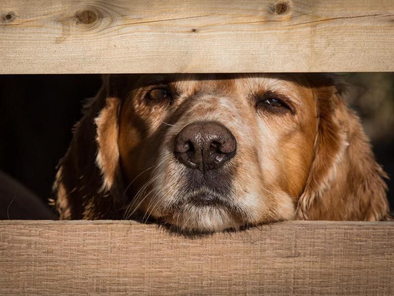 A Cold, Wet Nose Means a Healthy Dog — Debunked