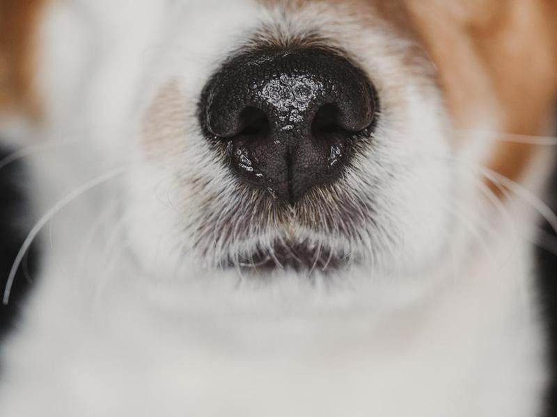 A Cold, Wet Nose Means a Healthy Dog