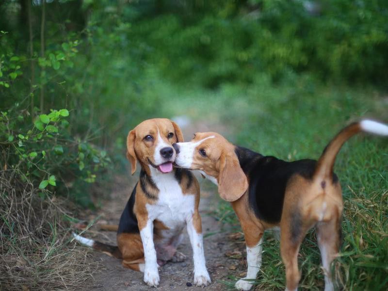 A couple of beagle dog playing in the yard,an elder beagle dog being kissed by a younger.