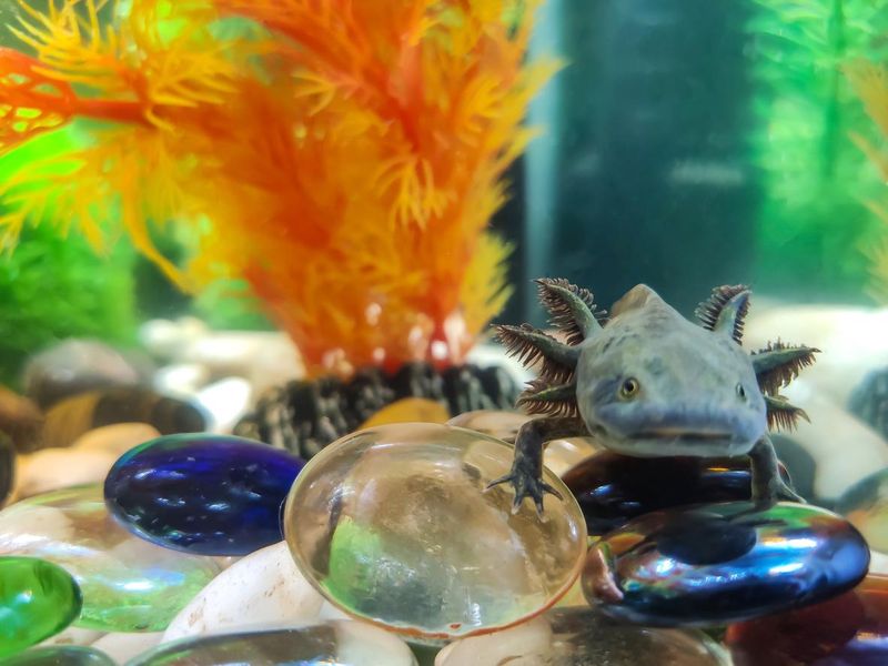 A dark green, black young Axolotl (Ambystoma mexicanum) sits in an aquarium on large smooth shiny glass stones.
