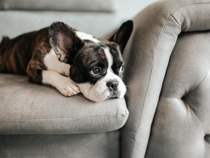 A Dog Will Cry If They’re in Pain — Debunked
