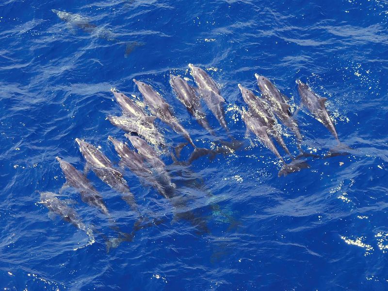 A formation of dolphin swim by an offshore oil rig in the Gulf of Mexico