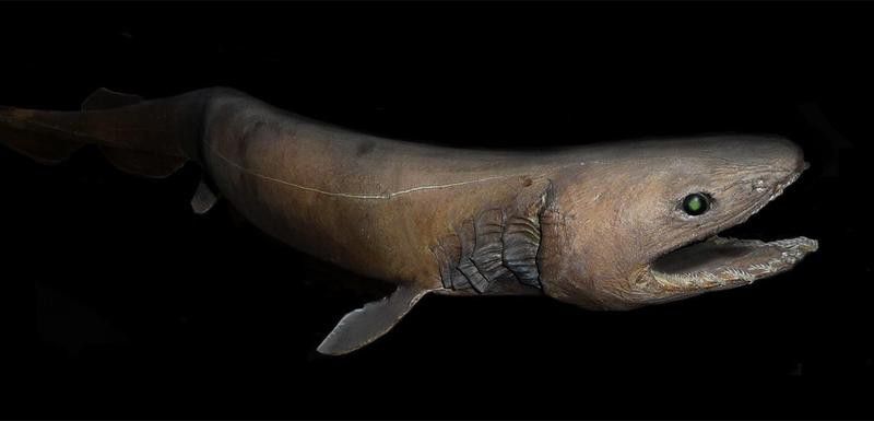 A frilled shark, a living fossil