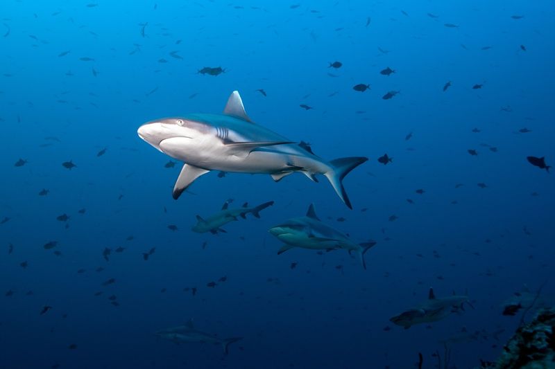A gray reef fin shark swimming in the ocean