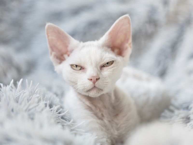 A grumpy white Devon Rex kitten