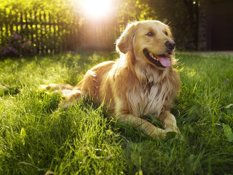 A happy golden retriever resting on grass