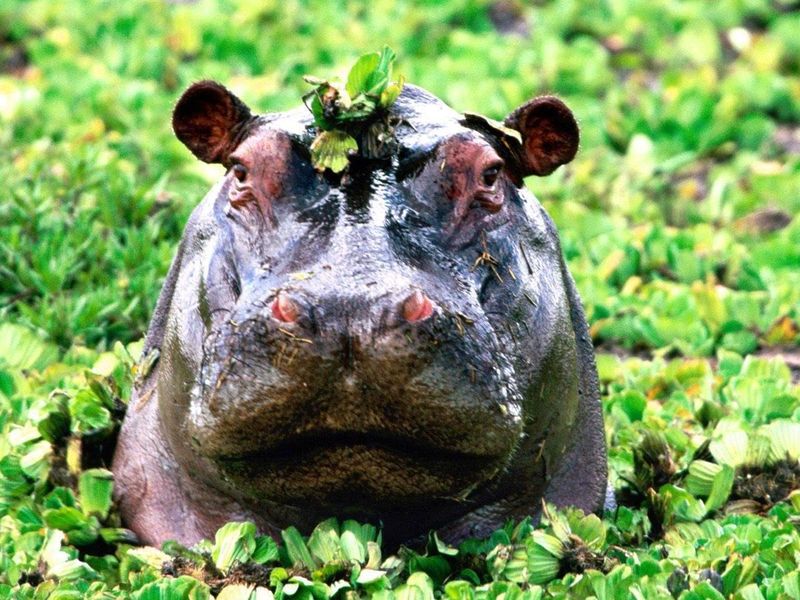 A hippo in greenery