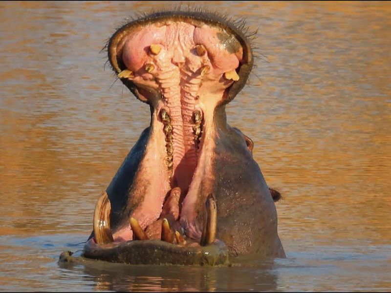 A hippo yawn