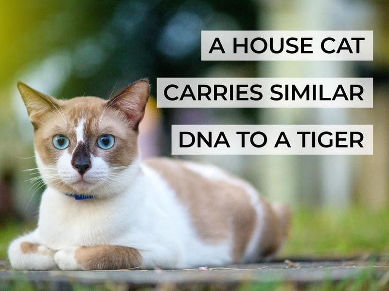 A House Cat Carries Similar DNA to a Tiger