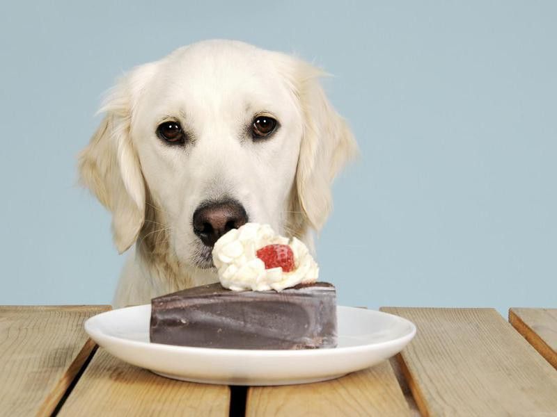 A Little Bit of Chocolate Is Fine for Dogs — Debunked