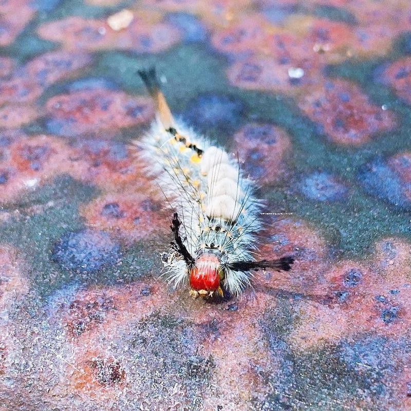 A moth on ground