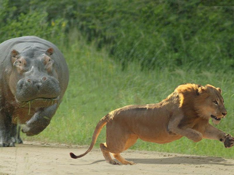 A mother chases a lion