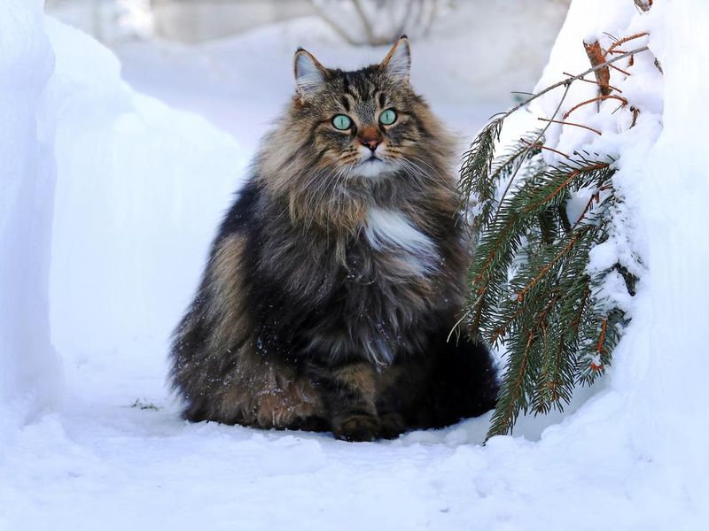 A Norwegian Forest Cat outdoors in winter in the high snow