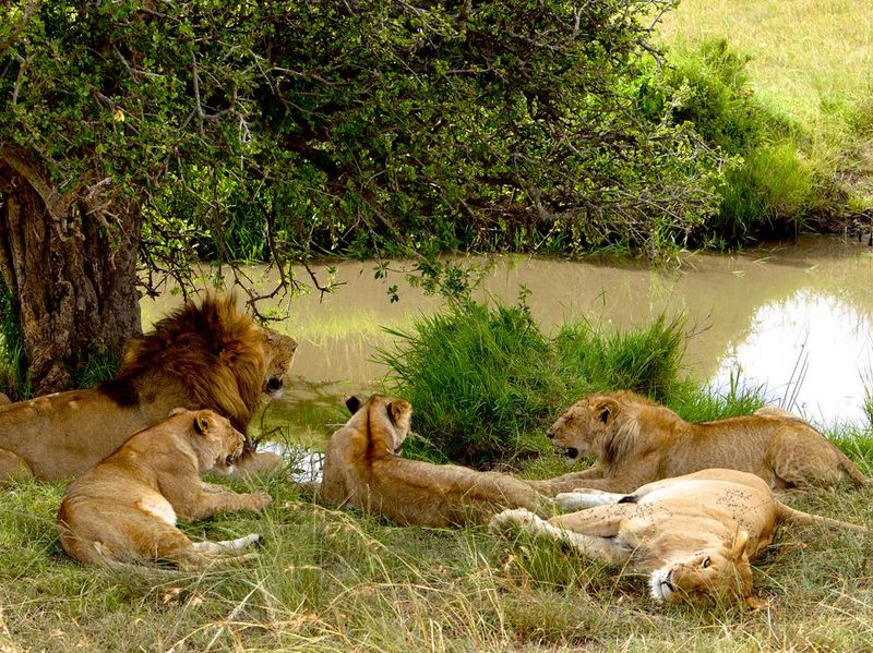 A pride of lions relaxing by the water