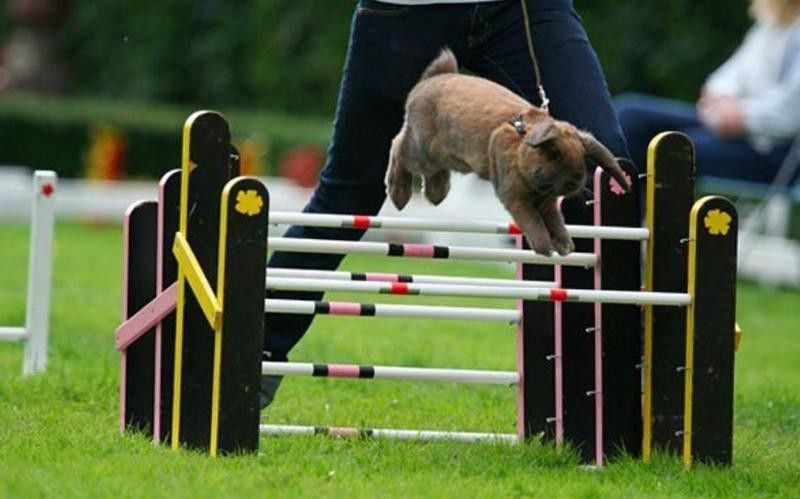 A rabbit hopping over hurdles