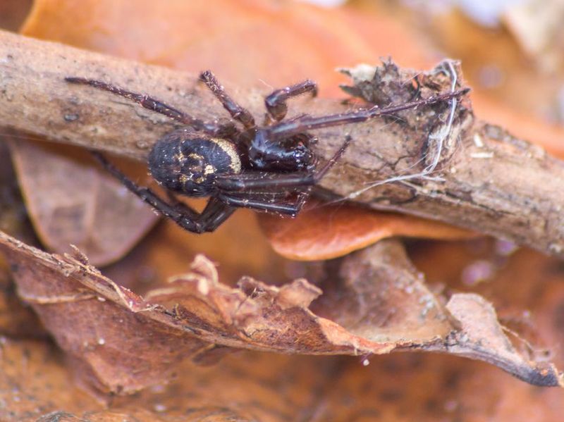 A single false widow spider