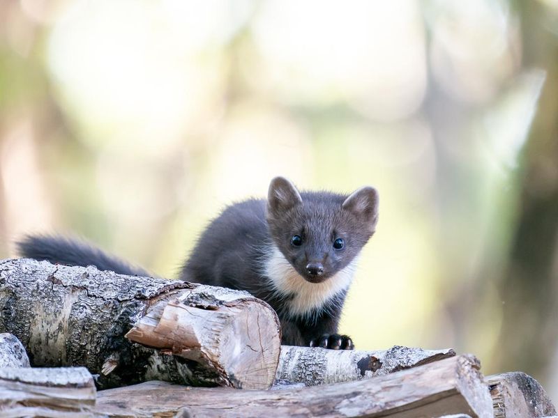 A young pine marten is laying down on a woodpile