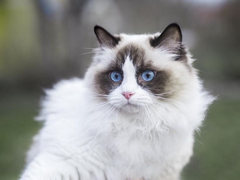 A young ragdoll cat outdoors