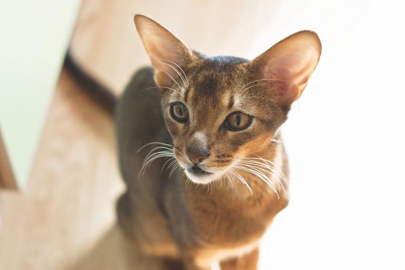 Abyssinian cat looking up