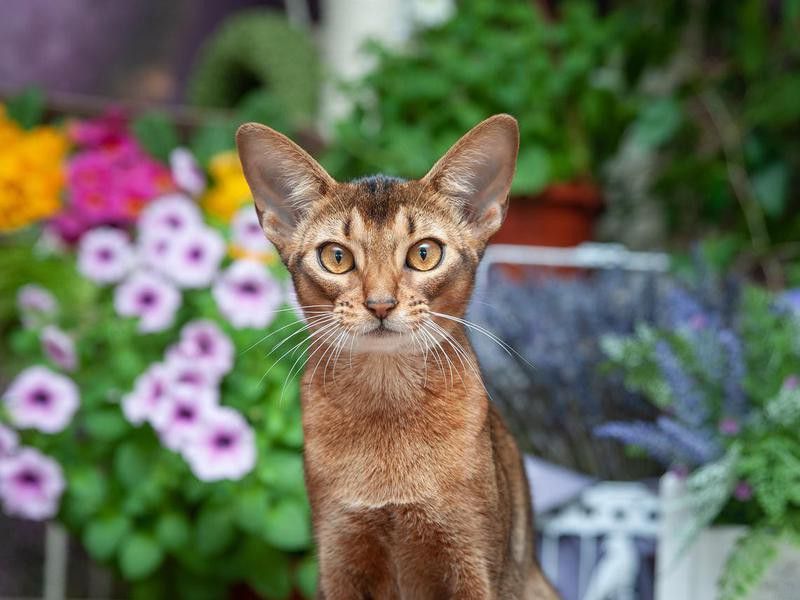 Abyssinian nice cat breed