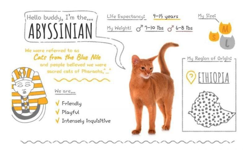 Abyssinian stats