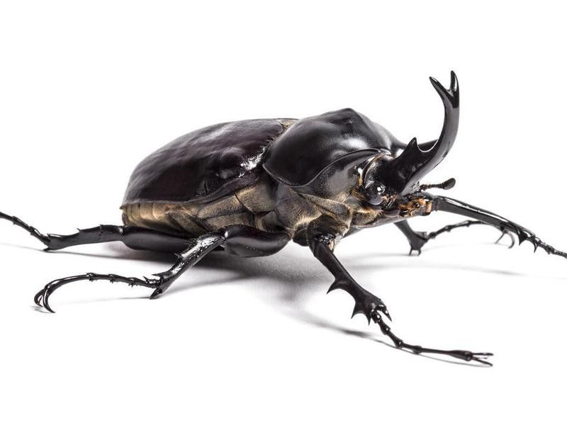 Actaeon Beetle
