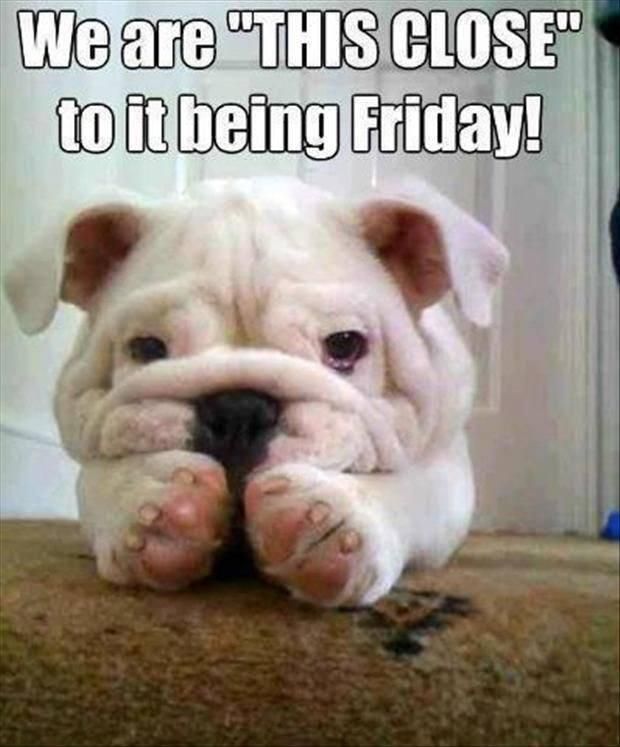 Adorable bulldog Friday meme