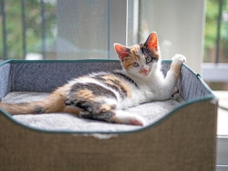 Adorable calico kitten stretched out in the sun on a grey cube