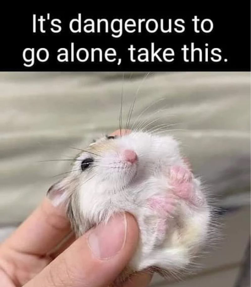 Adorable hamster meme
