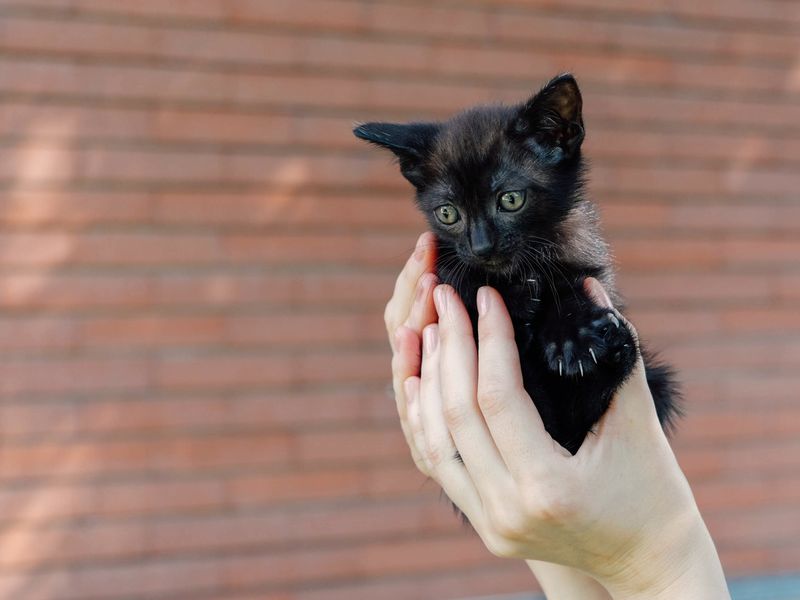 Adorable little black kitten