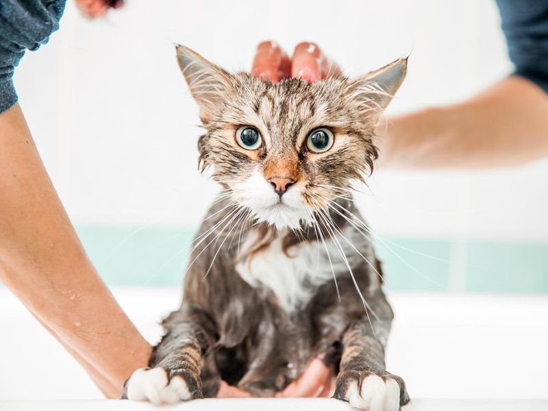 Adult Woman Washing Siberian Cat in Bathtub