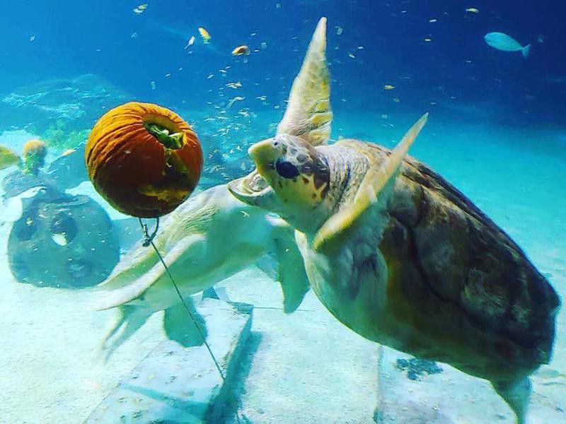 Adventure Aquarium Sea Turtles
