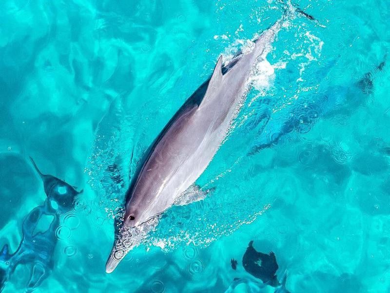 Aerial of dolphin swimming