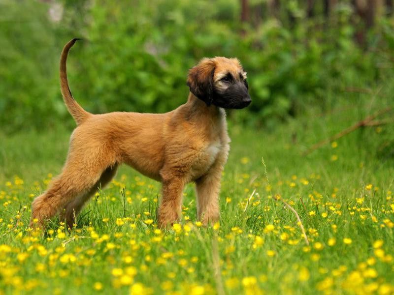Afghan hound puppy