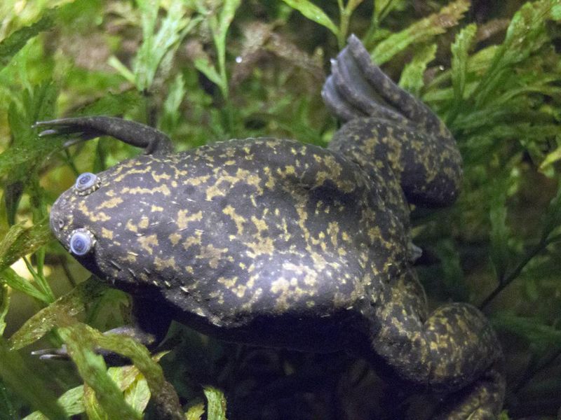 African Clawed Toad