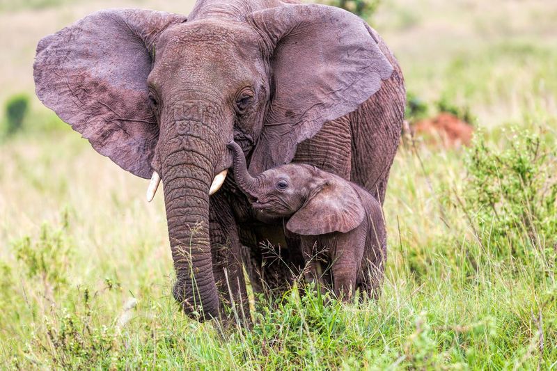 African elephant and baby