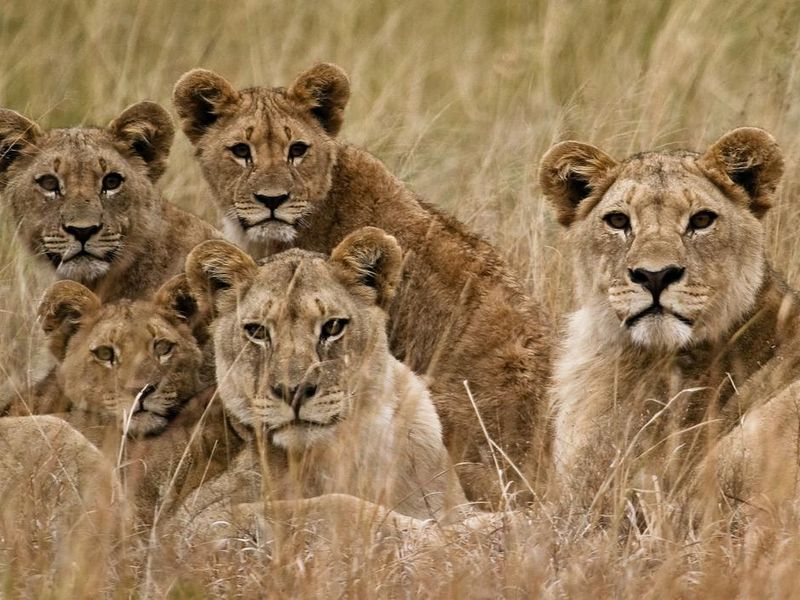 African lionesses with cubs