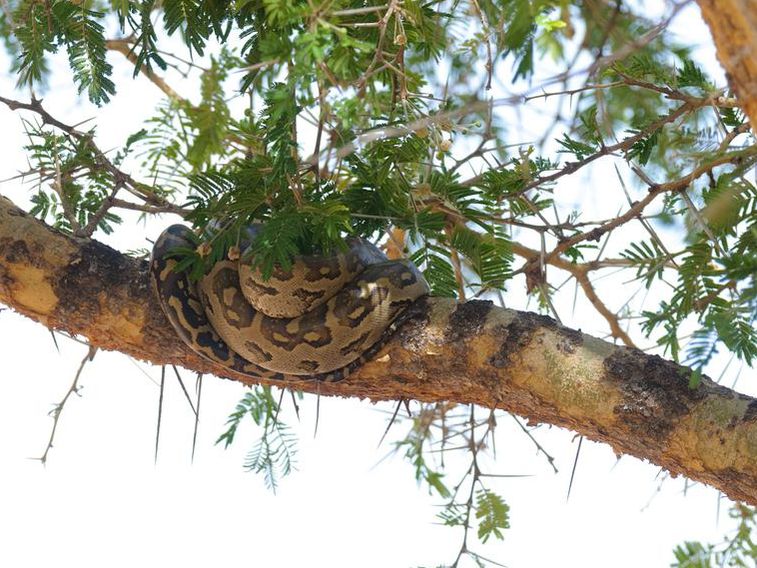African Rock Python in a Tree