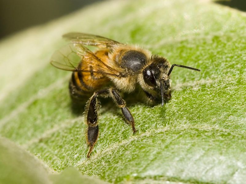 Africanized Honey Bee Scout